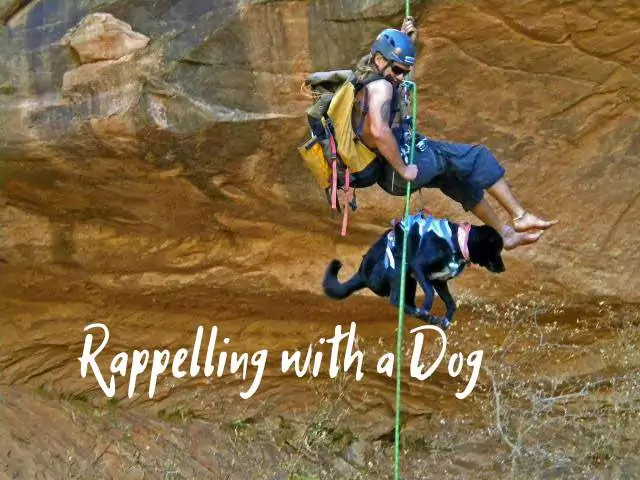 Rappelling with a dog