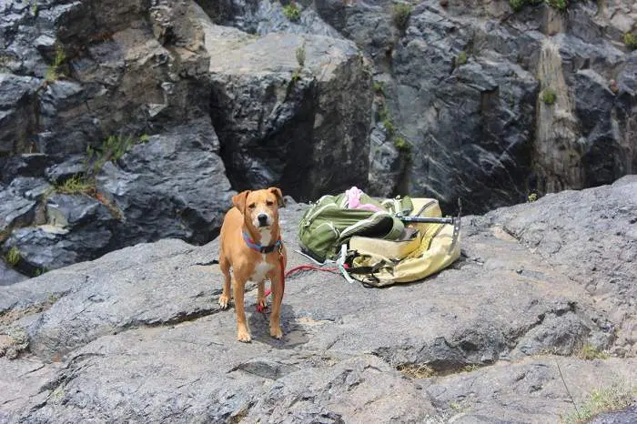 dog hiking