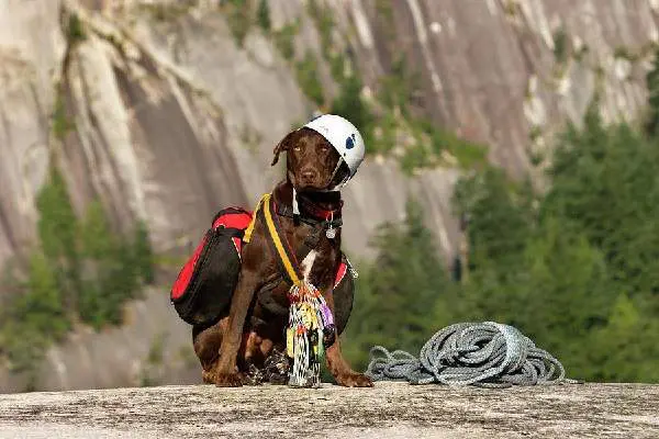 dog in climbing gear