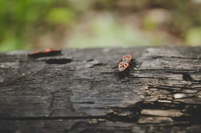 bugs on a tree